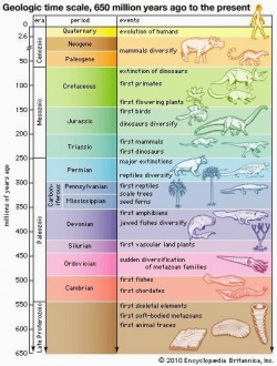 Animals in geological time.jpg