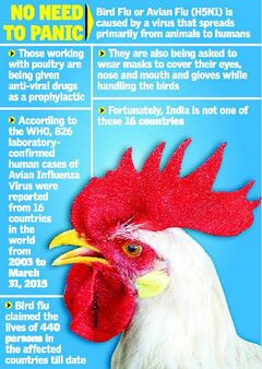 Bird flu.jpg