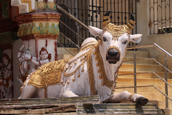Hinduism cow.png