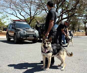 Police and a dog.jpg