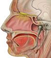 Anatomie des menschlichen Kopfes.jpg